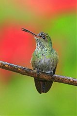 White-necked Jacobin